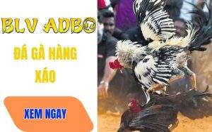 Đá Hàng Xáo Là Gì? Kinh Nghiệm Đá Gà Hàng Xáo Hiệu Quả Cho Người Mới