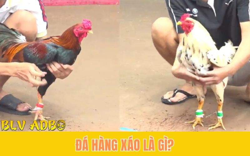 Đá gà hàng xáo là gì?