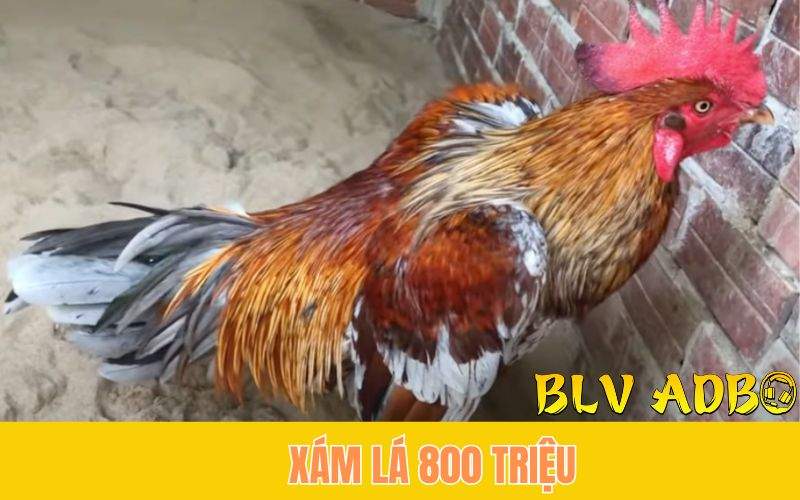 Gà xám lá 800 triệu của chú Phúc Barca
