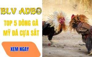 Top 5 Dòng Gà Mỹ Đá Cựa Sắt Được Ưa Chuộng Nhất Thomo Hiện Nay