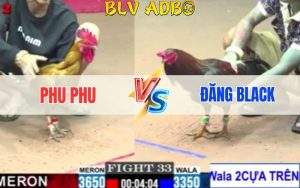 Trận 33 CPC2 23/05/2025 - Idol Phu Phu Vs Anh Đăng Black