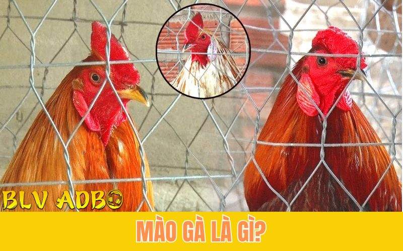 5 Loại Mào Gà Đá Phổ Biến Và Đặc Điểm Nổi Bật