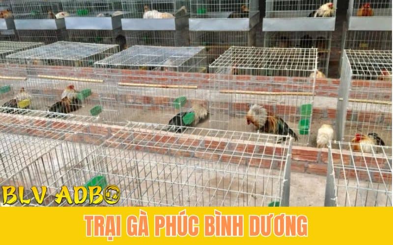 Trại Gà Phúc Bình Dương