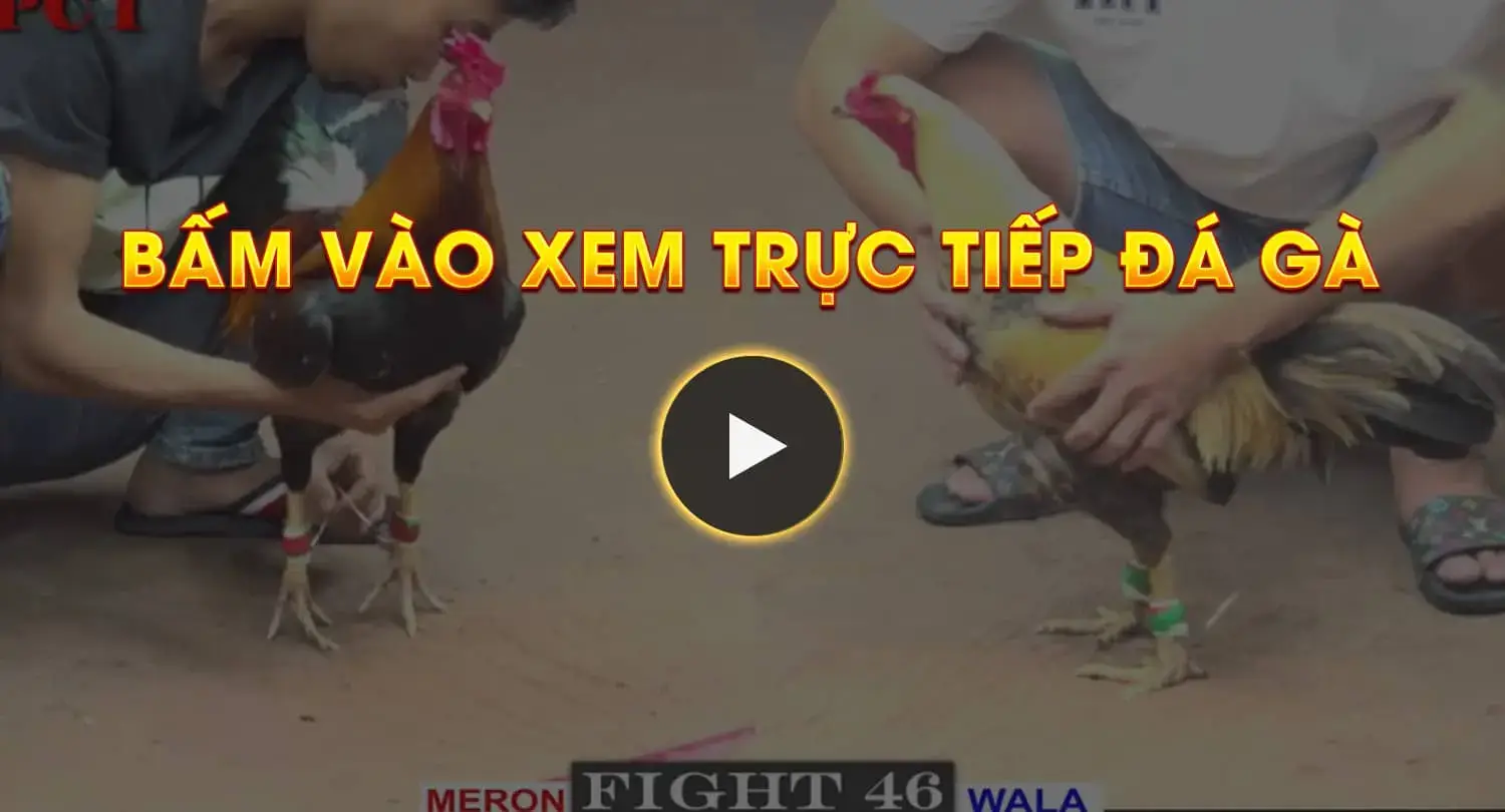 bam vao xem truc tiep da ga