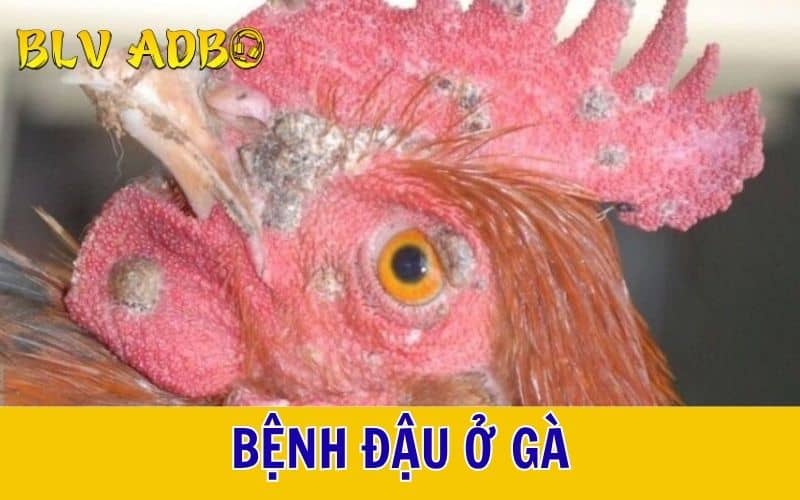Bệnh đậu ở gà