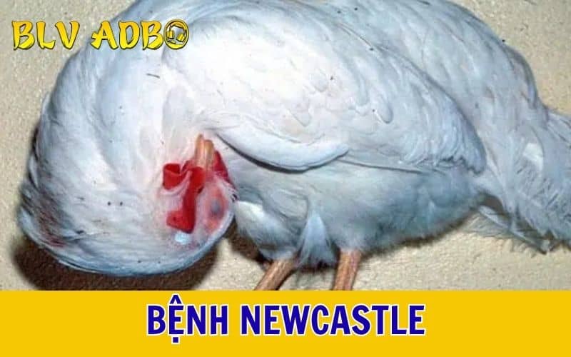Bệnh Newcastle