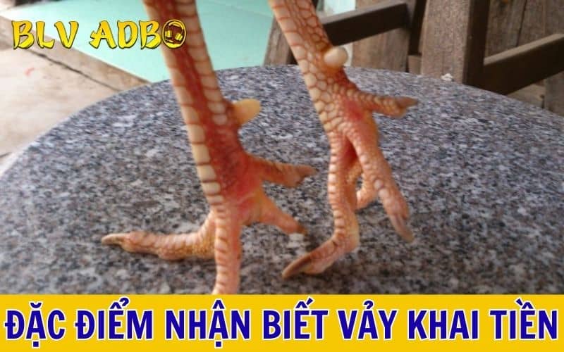 Các đặc điểm nhận biết vảy gà khai tiền