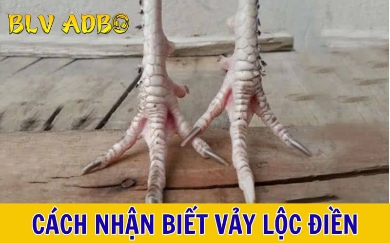 Các đặc điểm nhận biết vảy lộc điền và điều cần lưu ý