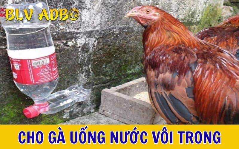 Cho gà uống nước vôi trong với liều lượng vừa đủ