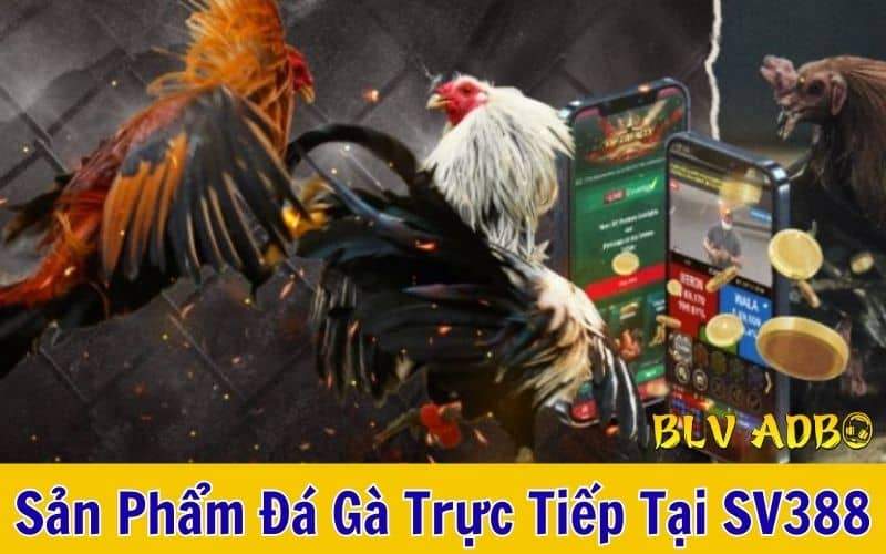 Đá gà trực tiếp với hình ảnh sắc nét và âm thanh chân thực