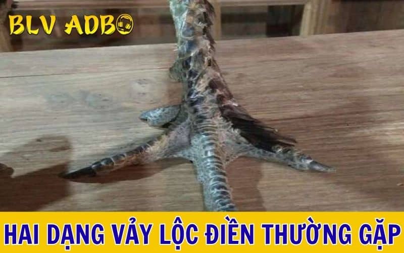 Hai dạng vảy lộc điền thường gặp nhất hiện nay