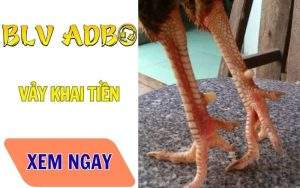 Vảy Khai Tiền