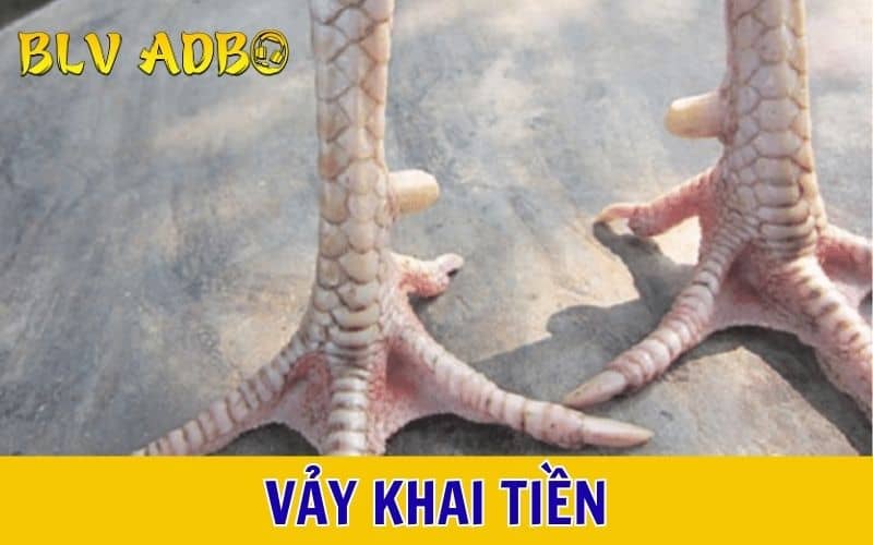 Vảy khai tiền là các vảy xếp thành một hàng và có một vảy bị tách rời