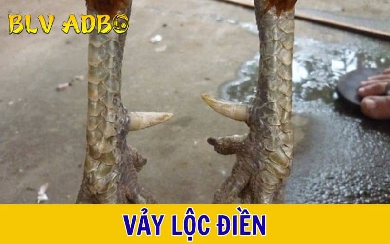 Vảy lộc điền là loại vảy hiếm gặp nhất trong giới gà đá