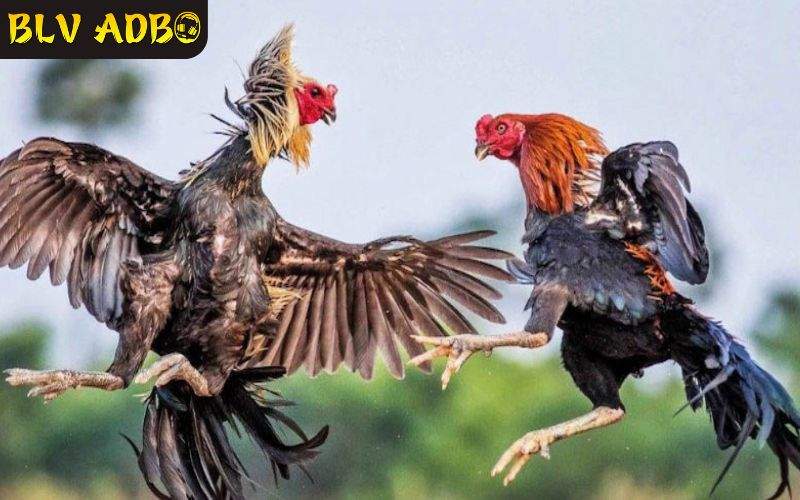 SV388 là đối tác của nhiều trường gà danh tiếng tại Campuchia và Philippines