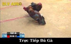 Giới Thiệu Trực Tiếp Đá Gà