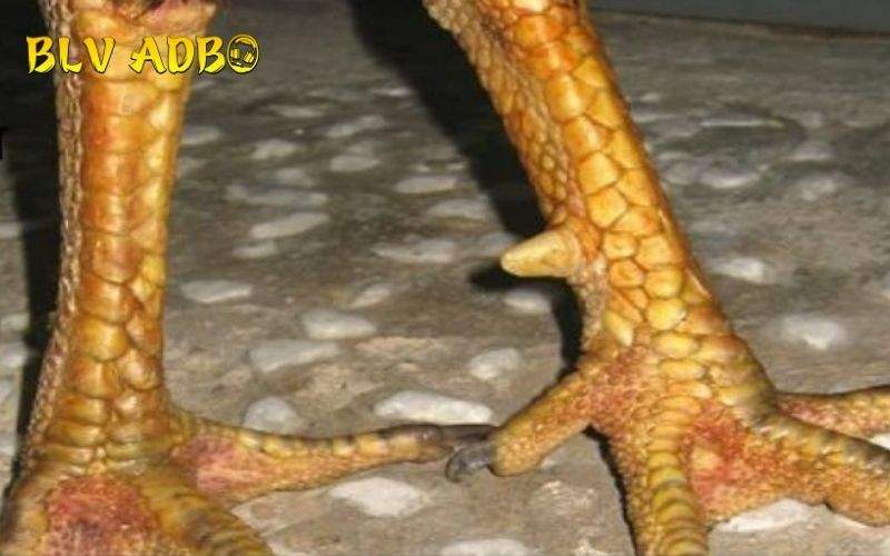 Các đặc điểm nhận biết Vảy Gà Liên Giáp