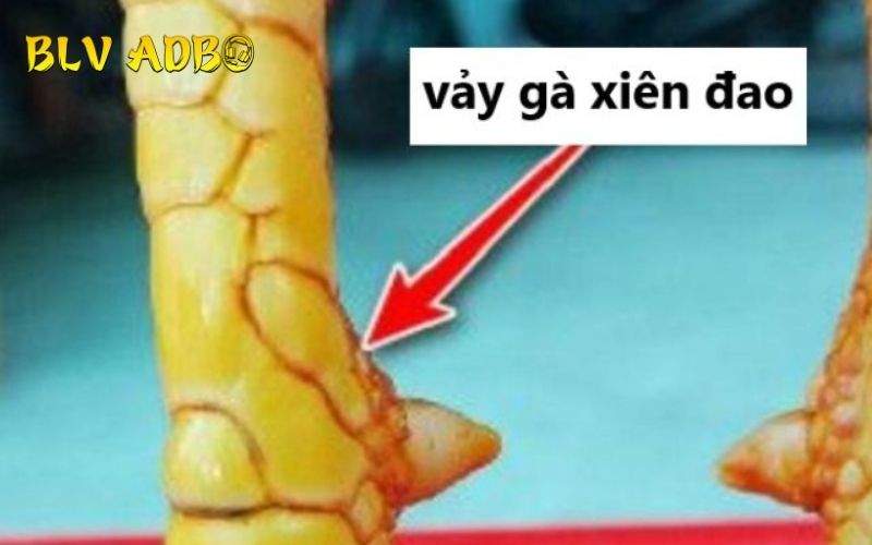 Các đặc điểm nhận biết Vảy Gà Xiên Đao