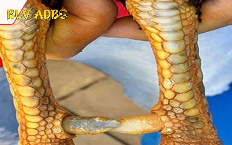 Các đặc điểm nhận dạng Vảy Gà Hàm Long