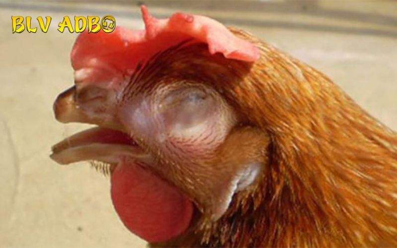 Các triệu chứng nhận biết gà bị bệnh hen