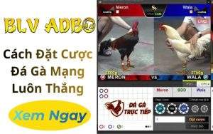 Cách Đặt Cược Đá Gà Mạng Luôn Thắng