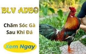 Chăm Sóc Gà Sau Khi Đá