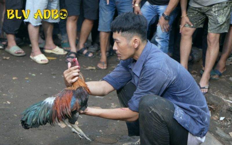 Cho gà nghỉ ngơi để nhanh chóng hồi sức lực
