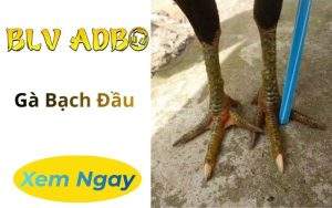 Gà Bạch Đầu Chỉ