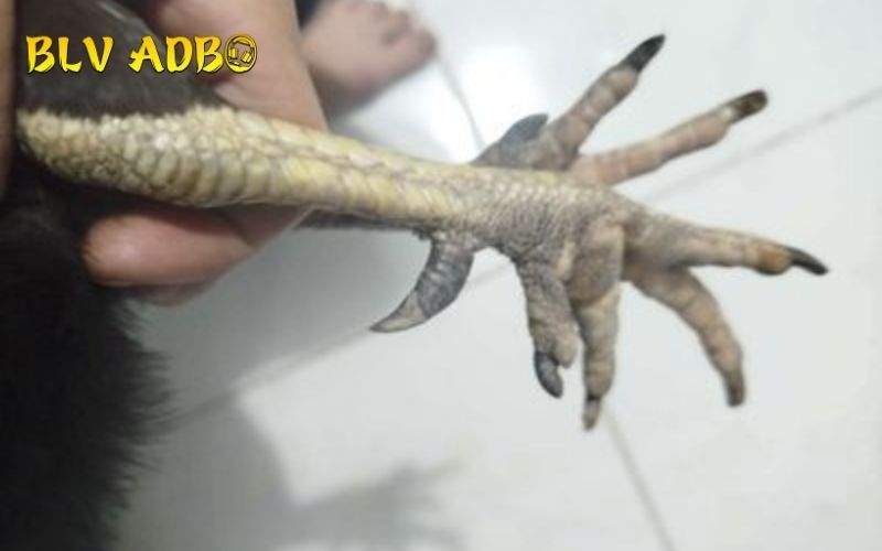 Những dạng Vảy Gà Vấn Cán thường gặp