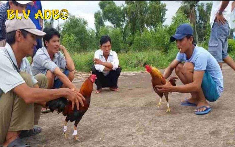 Thả gà đá cựa sắt đúng cách sẽ có nhiều lợi thế