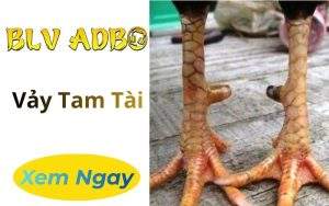 Vảy Tam Tài